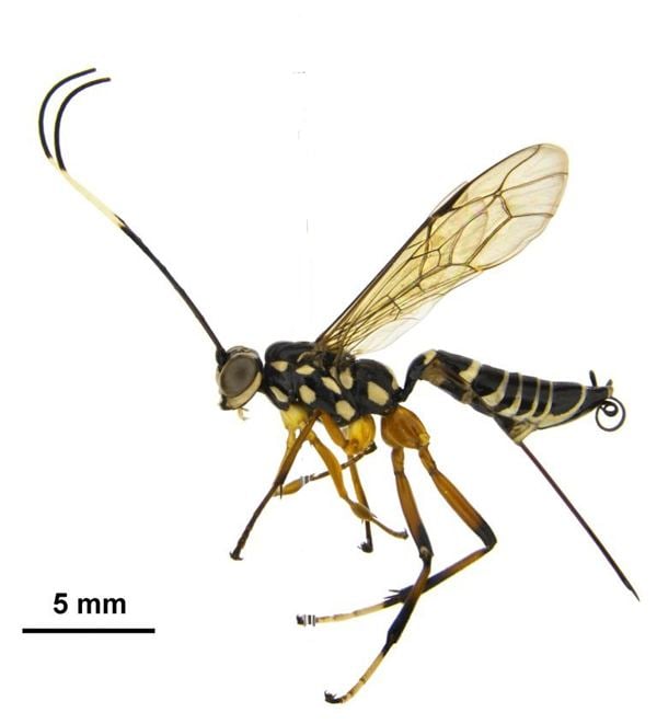 Ichneumonidae References Key to Ichneumonidae in NZ Landcare Research