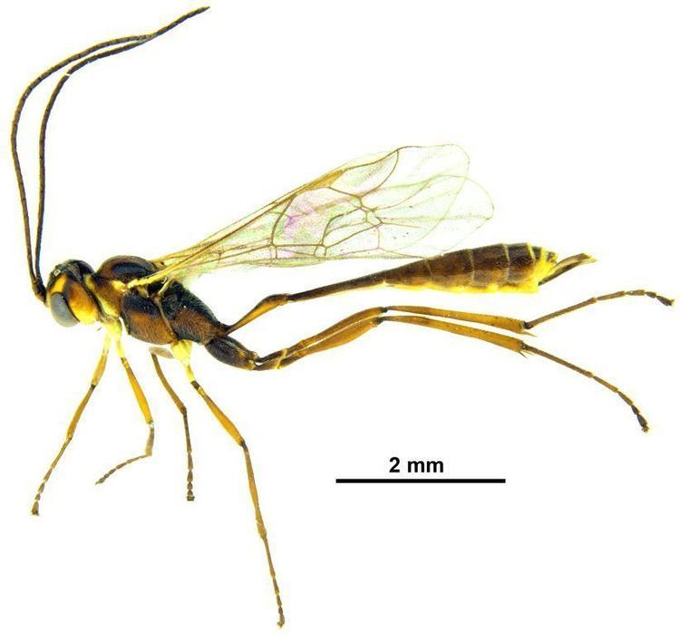 Ichneumonidae Ichneumonidae image gallery Ichneumonidae Landcare Research