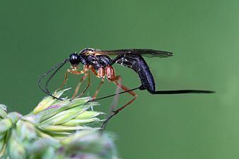 Ichneumonidae Ichneumonidae Wikipedia