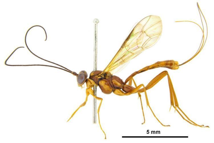 Ichneumonidae Ichneumonidae image gallery Ichneumonidae Landcare Research