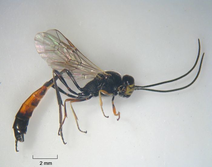 Ichneumonidae Ichneumonidae