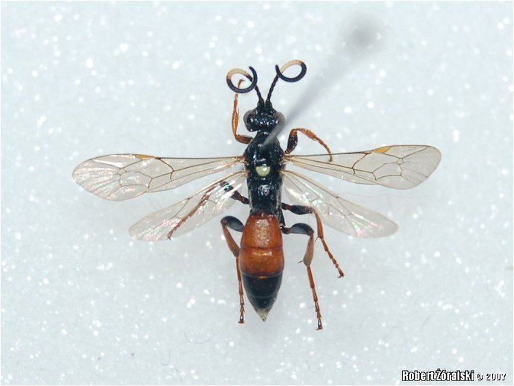 Ichneumoninae Hymenoptera gt Ichneumonidae gt Ichneumoninae gt unknown