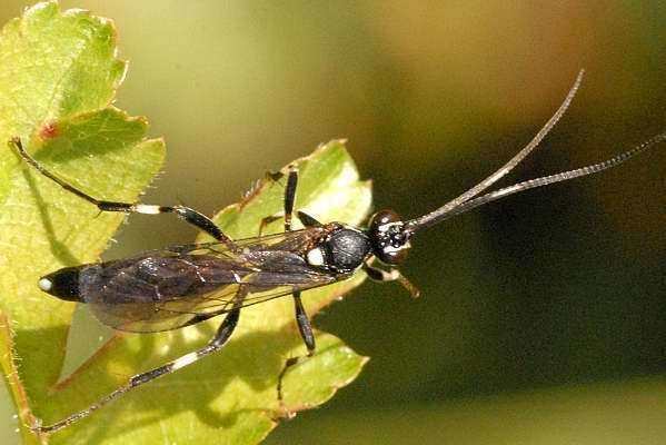 Ichneumoninae Ichneumonidae Ichneumoninae Ichneumonini