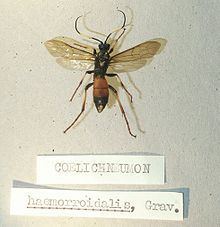 Ichneumoninae httpsuploadwikimediaorgwikipediacommonsthu