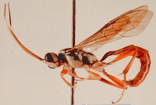 Ichneumonoidea Ichneumonoidea Ichneumonoid wasps Parasitic wasps Discover Life
