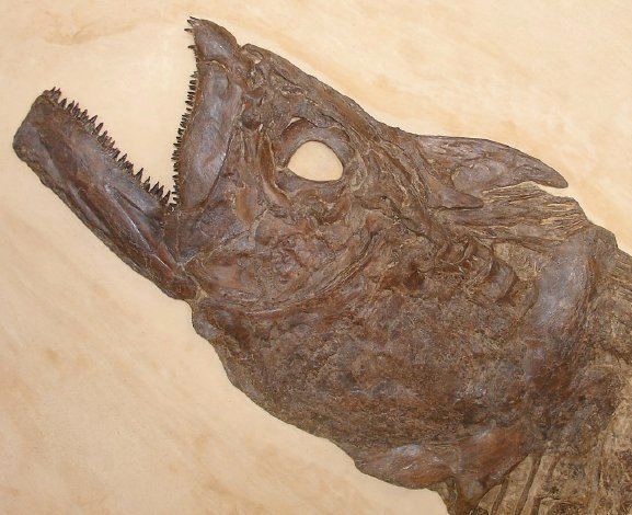 Ichthyodectes wwwfossilmuseumnetfishfossilsichthyodectesIch