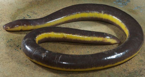 Ichthyophis NWBCT Caecilian Ichthyophis species