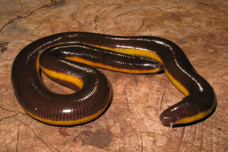 Ichthyophis Mhadei Research Center Ichthyophis davidi A new species of