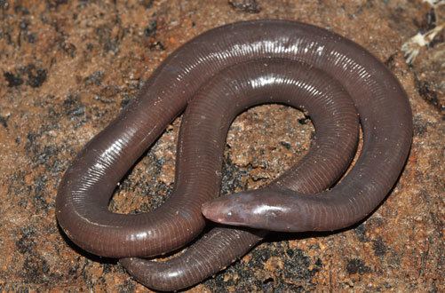 Ichthyophis New legless amphibian discovered in Cambodia Fauna amp Flora