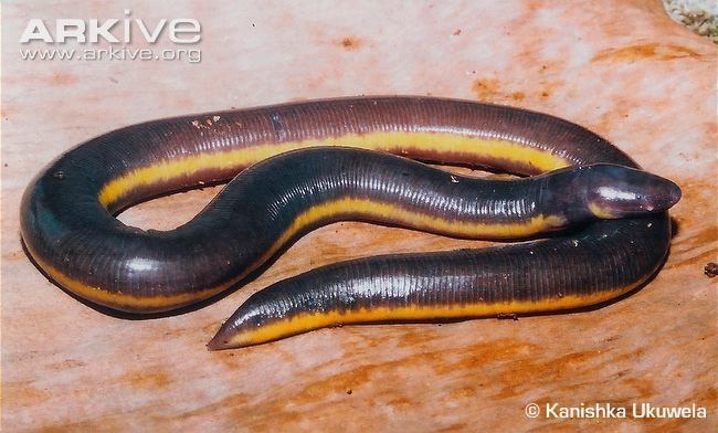 Ichthyophis Common yellowbanded caecilian photo Ichthyophis glutinosus