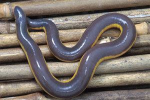 Ichthyophis glutinosus It39s not a snake It39s a Caecilian