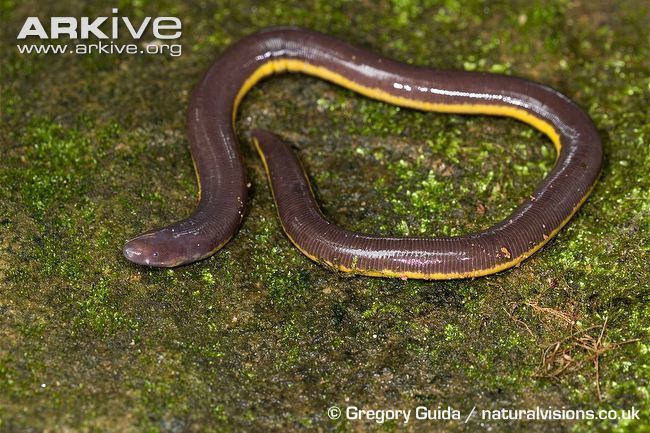 Ichthyophis glutinosus Common yellowbanded caecilian videos photos and facts