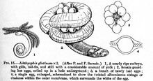 Ichthyophis glutinosus httpsuploadwikimediaorgwikipediacommonsthu