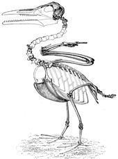 Ichthyornis Ichthyornis Wikipedia