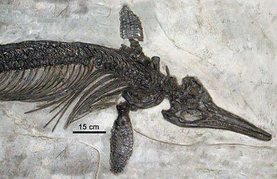 Ichthyosaur wwwucmpberkeleyedudiapsidsichthyosaurusjpg