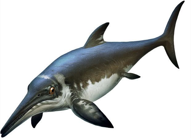 Ichthyosaur Ichthyosaur history and some interesting facts