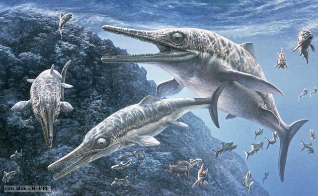 Ichthyosaur BBC Nature Ichthyosaurs videos news and facts