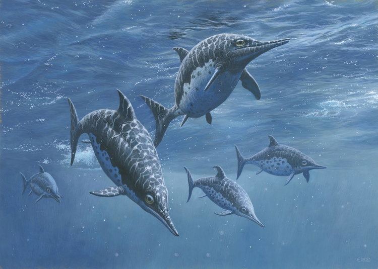 Ichthyosaur ichthyosaur DeviantArt