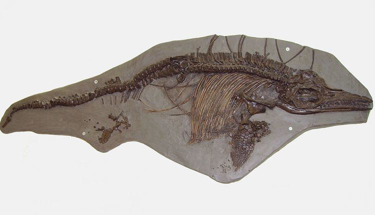 Ichthyosauridae