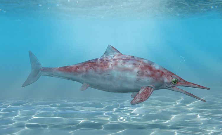 Ichthyosaurus Ichthyosaurus Ichthyosaurus Facts DK Find Out
