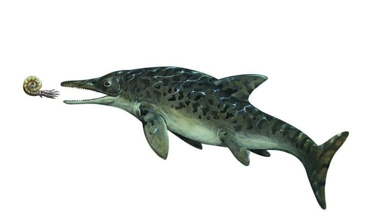 Ichthyosaurus Ichthyosaurus Qfiles Encyclopedia