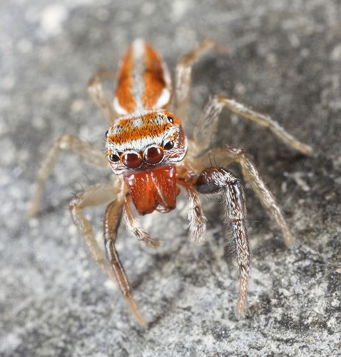 Icius hamatus Icius hamatus at Arachnida Araneae Salticidae jumping spiders