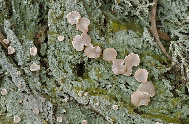 Icmadophila Ways of Enlichenment Lichens of North America