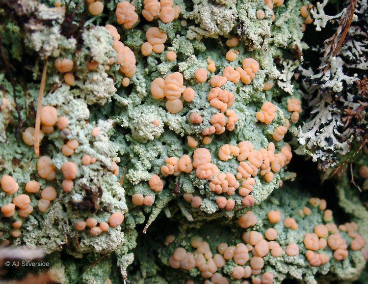 Icmadophila Icmadophila ericetorum images of British lichens