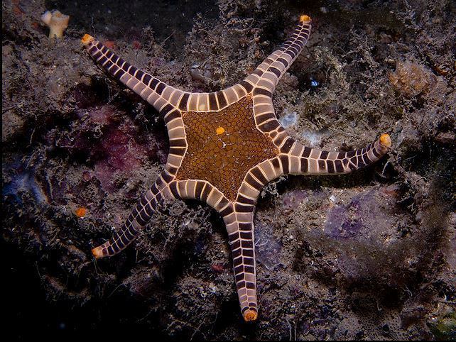 Iconaster longimanus Iconaster longimanus the most quotIconicquot Starfish of the Sea