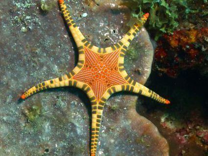 Iconaster longimanus Photo Double Sea Star Platted Starfish Iconaster longimanus