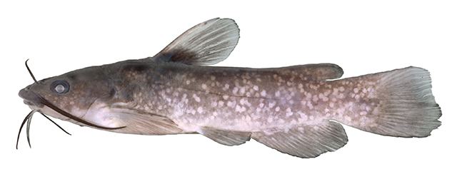 Ictaluridae Fish Identification