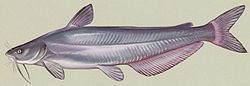 Ictaluridae httpsuploadwikimediaorgwikipediacommonsthu
