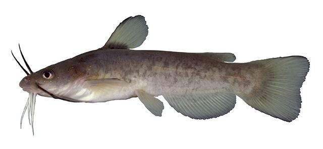 Ictaluridae Fish Identification