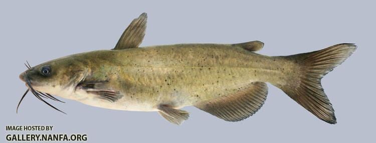 Ictalurus Ictalurus punctatus Channel Catfish 2000