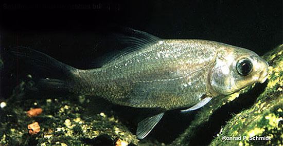 Ictiobus Fish Identification