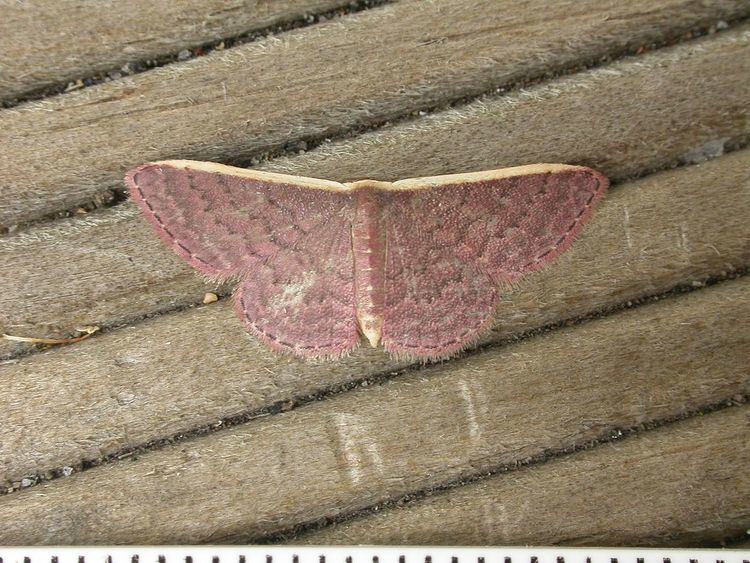 Idaea inversata