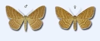Idaea ochrata Moth Idaea ochrata Bright Wave Cyprus Discovery fauna