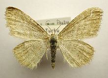 Idaea pallidata httpsuploadwikimediaorgwikipediacommonsthu