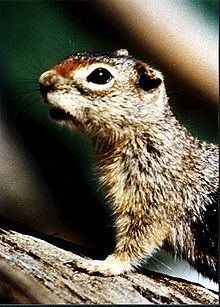 Idaho ground squirrel httpsuploadwikimediaorgwikipediacommonsthu
