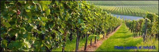 Idaho wine Idaho Wines Wineries and Wine Country A comprehensive overview