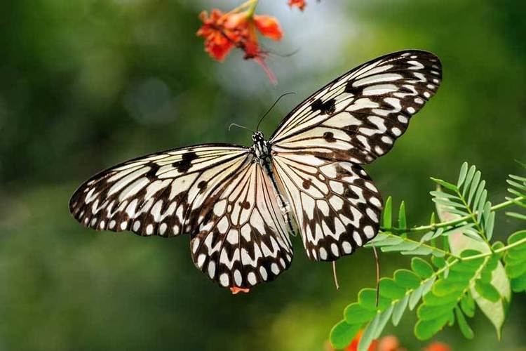 Idea leuconoe ButterflyCircle Checklist