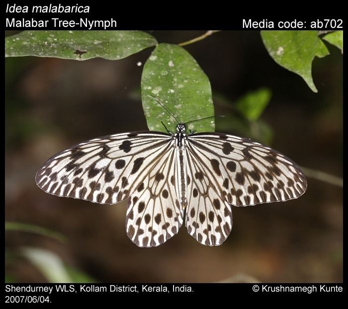 Idea malabarica Idea malabarica Malabar TreeNymph Butterflies of India