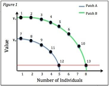 Ideal free distribution