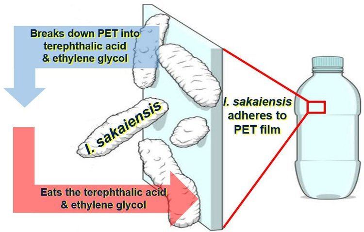 Ideonella sakaiensis Bacterium Ideonella sakaiensis that gobbles up plastic may be Holy