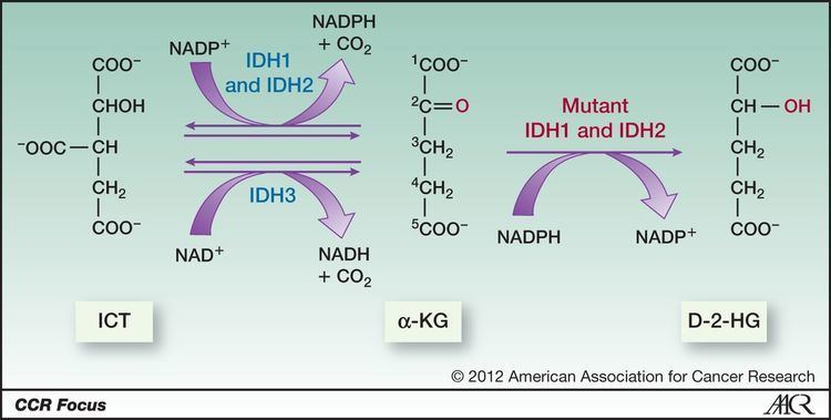 IDH2 IDH1 and IDH2 Mutations in Tumorigenesis Mechanistic Insights and