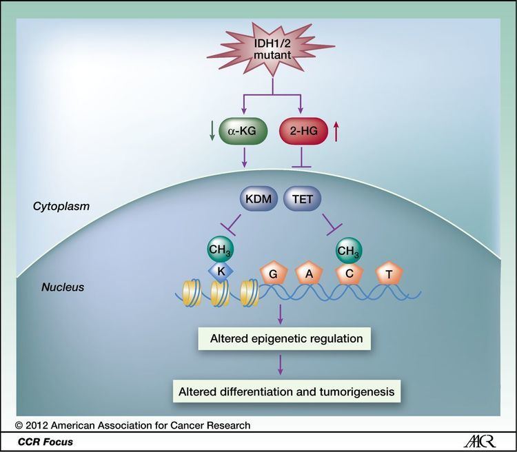 IDH2 IDH1 and IDH2 Mutations in Tumorigenesis Mechanistic Insights and