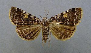 Idia calvaria httpsuploadwikimediaorgwikipediacommonsthu