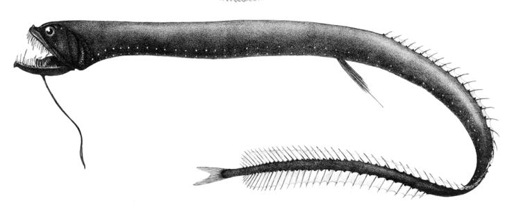 Idiacanthus Idiacanthus atlanticus Wikipedia