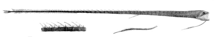 Idiacanthus FileIdiacanthus fasciola2jpg Wikimedia Commons