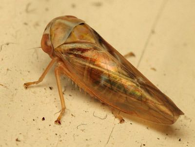 Idiocerus Cicadellidae Idiocerus vitreus